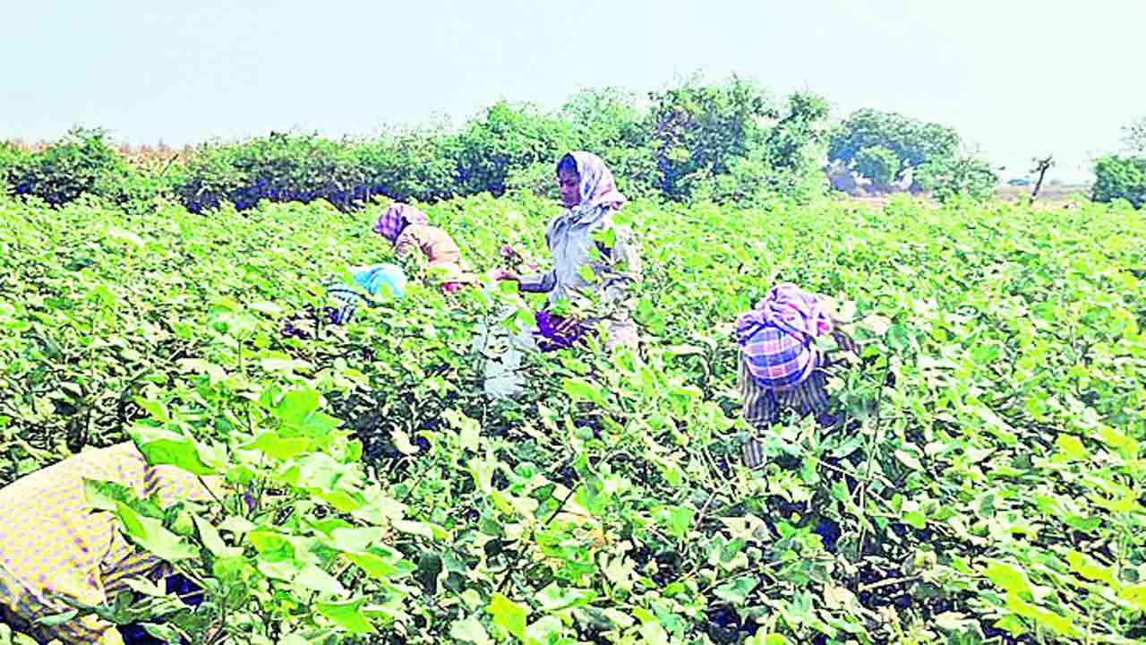 యాసంగి సంపత్తి
