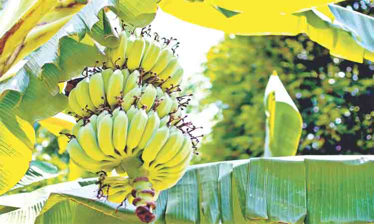 లాభాల అరటి