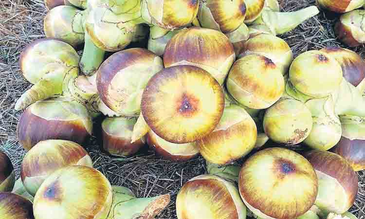 తాటి ముంజ.. భలే మజా..