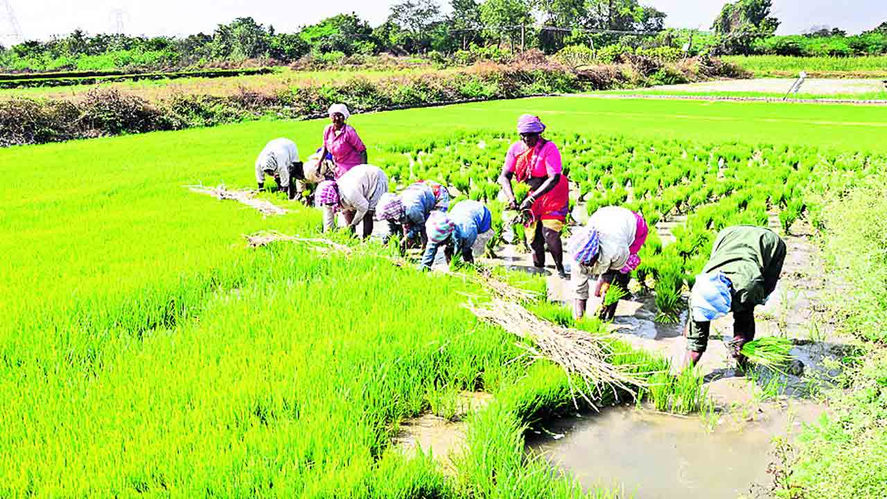 సమృద్ధిగా పంటల సాగు