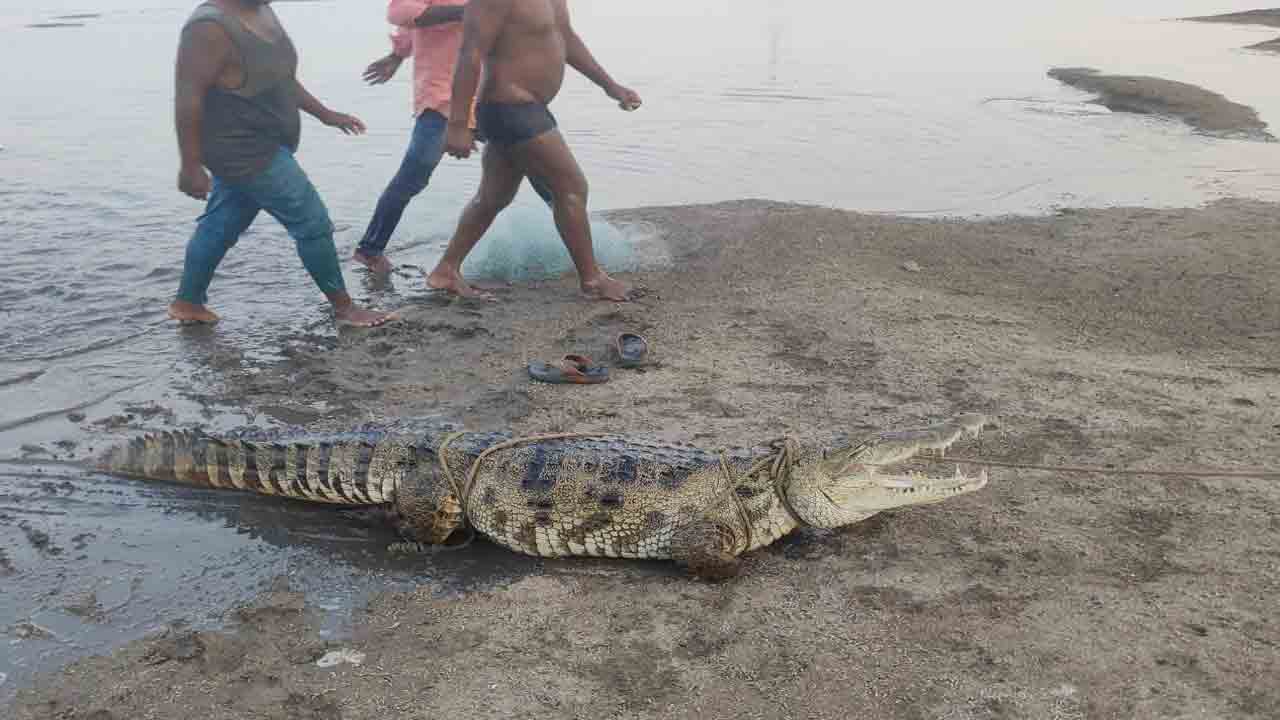 ఎట్టకేలకు చిక్కిన మొసలి