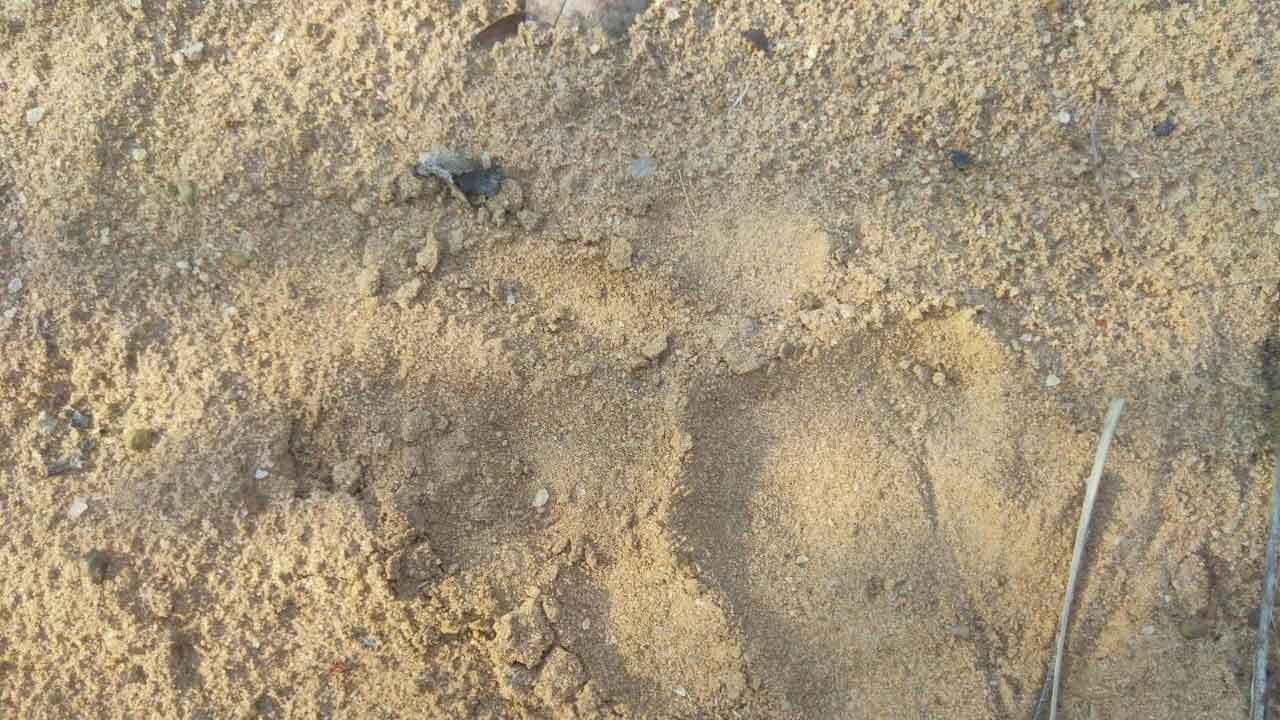 కమలాపురం అడవుల్లో పులి