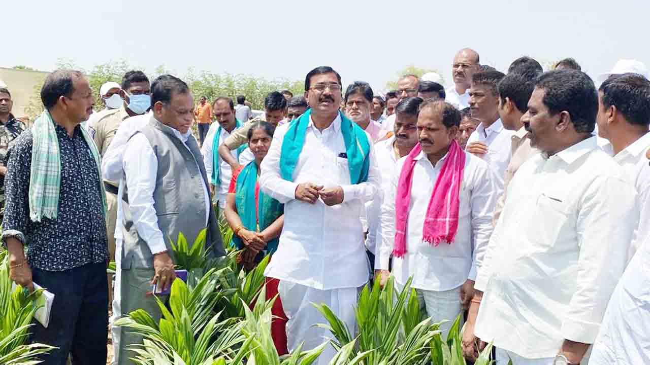 ఆయిల్‌పామ్‌ సాగుపై దృష్టిసారించాలి