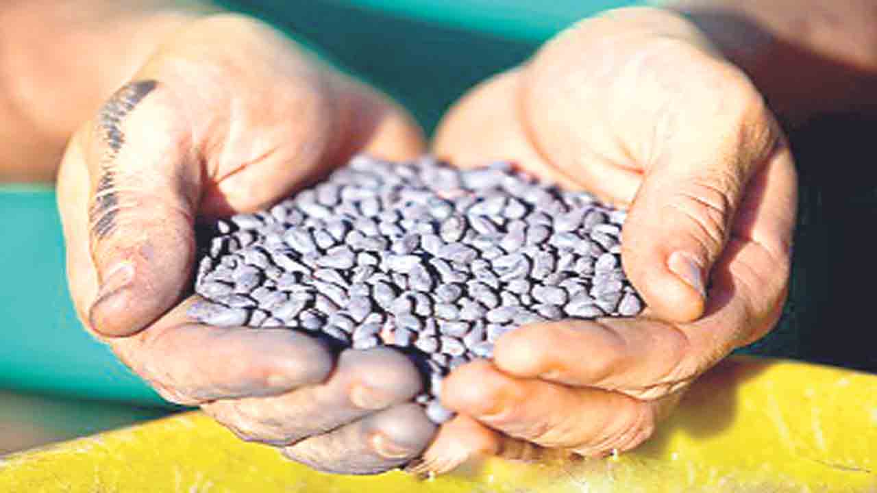 సీడ్స్‌ @ ఆన్‌లైన్‌