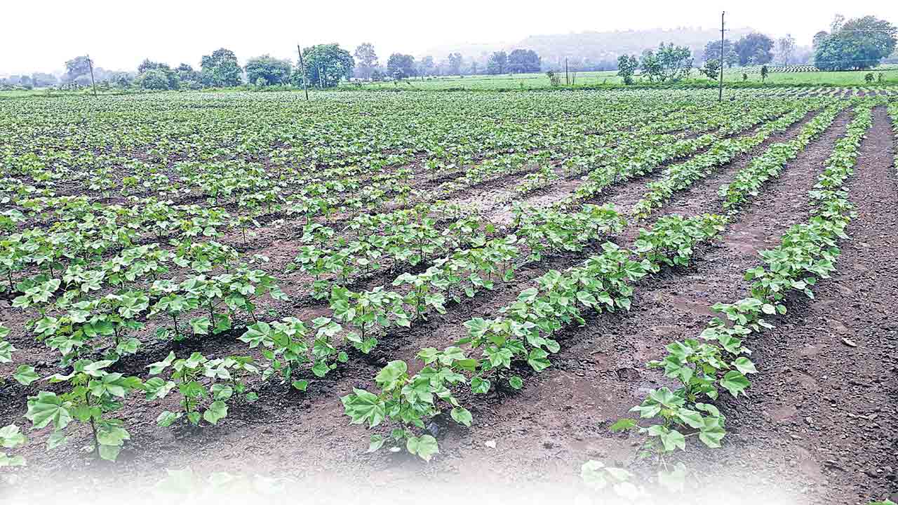 లాభదాయక సాగు వైపు..