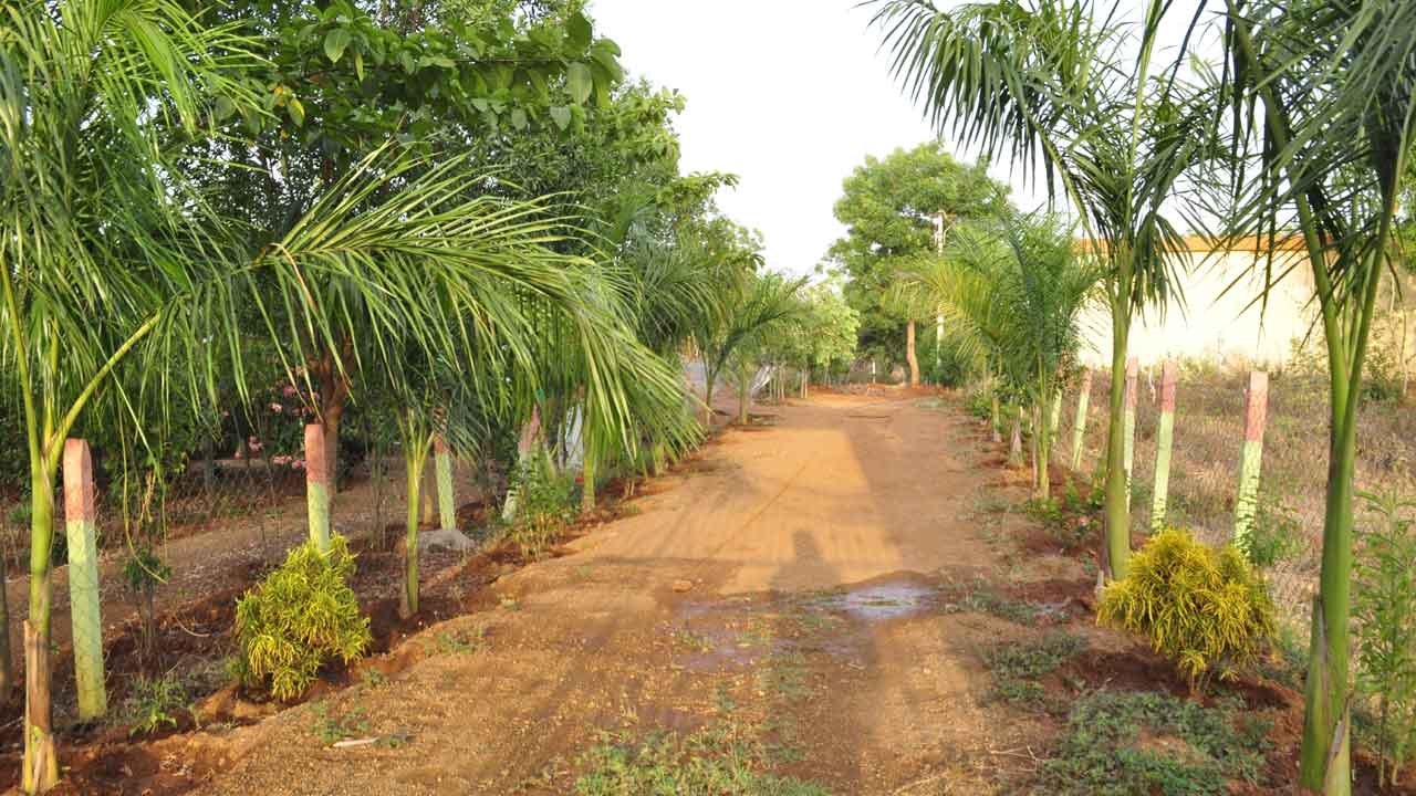 ప్రగతి వెలుగులు