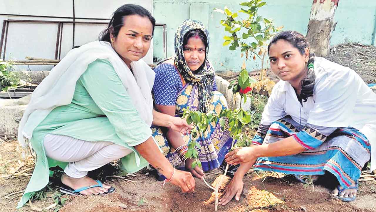 నార్మల్‌ డెలివరీకో మొక్క