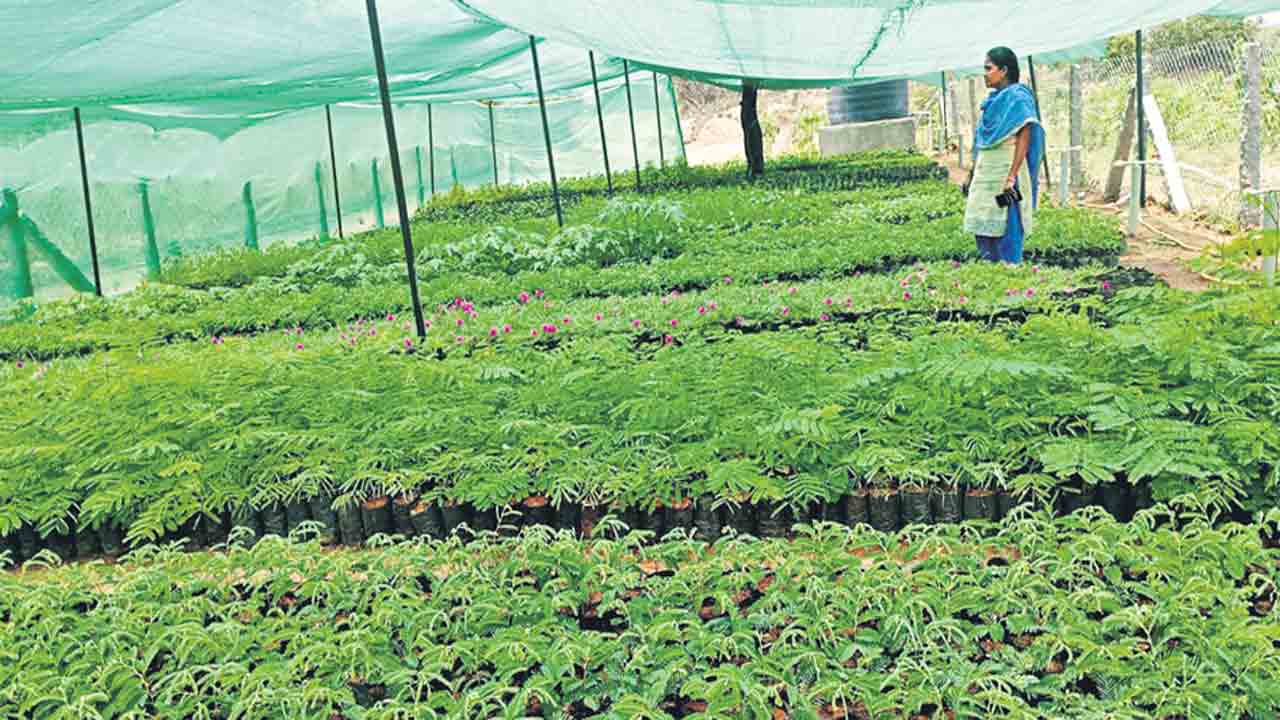 పల్లెల్లో పచ్చదనమే లక్ష్యం