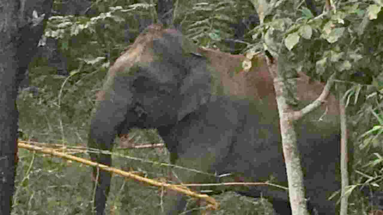తిరుమలలో ఏనుగుల సంచారం..