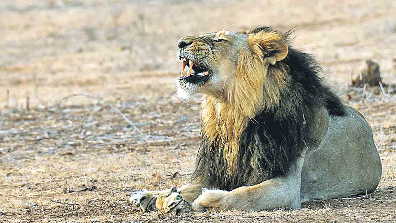 గిర్‌ నేషనల్‌ పార్కును సందర్శించిన ఎంపీ సంతోష్‌