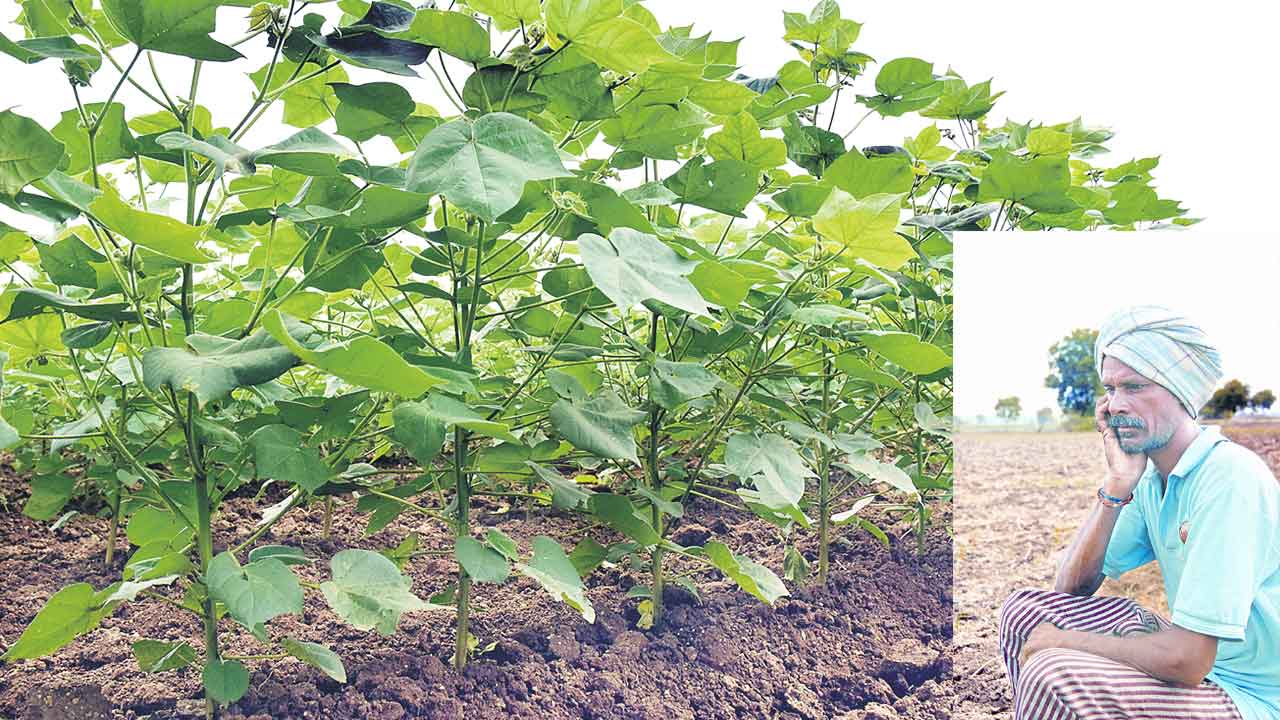 పత్తి రైతులకు విత్తనపోటు