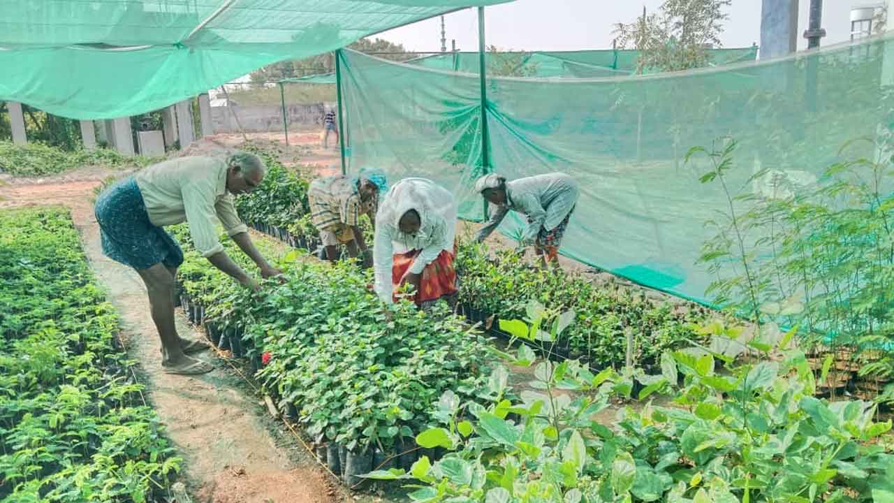 హరిత పండుగకు మొక్కలు సిద్ధం