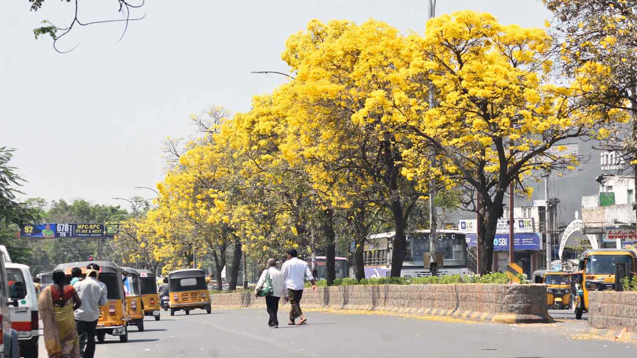 పచ్చని సోయగం..