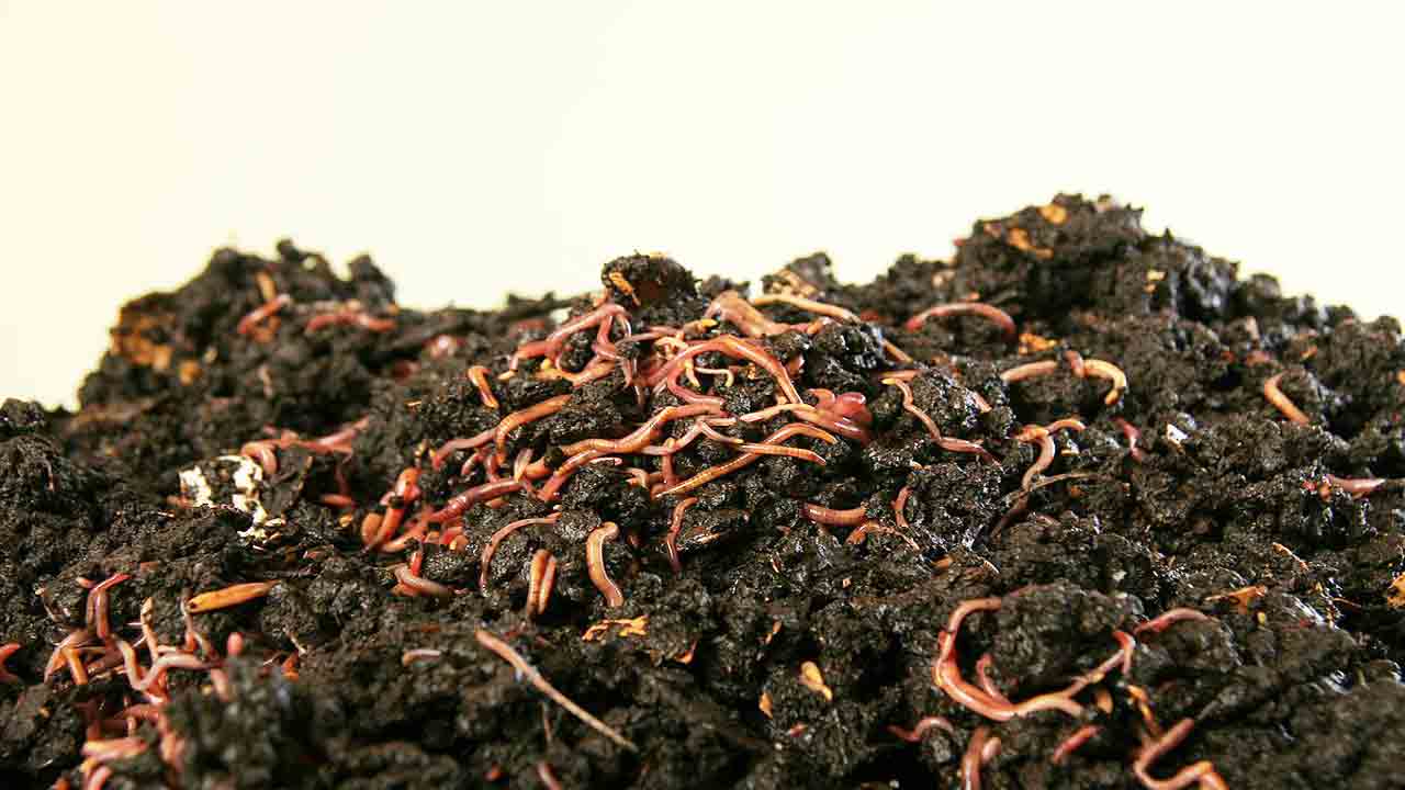 సేంద్రియం .. భూమికి సారం