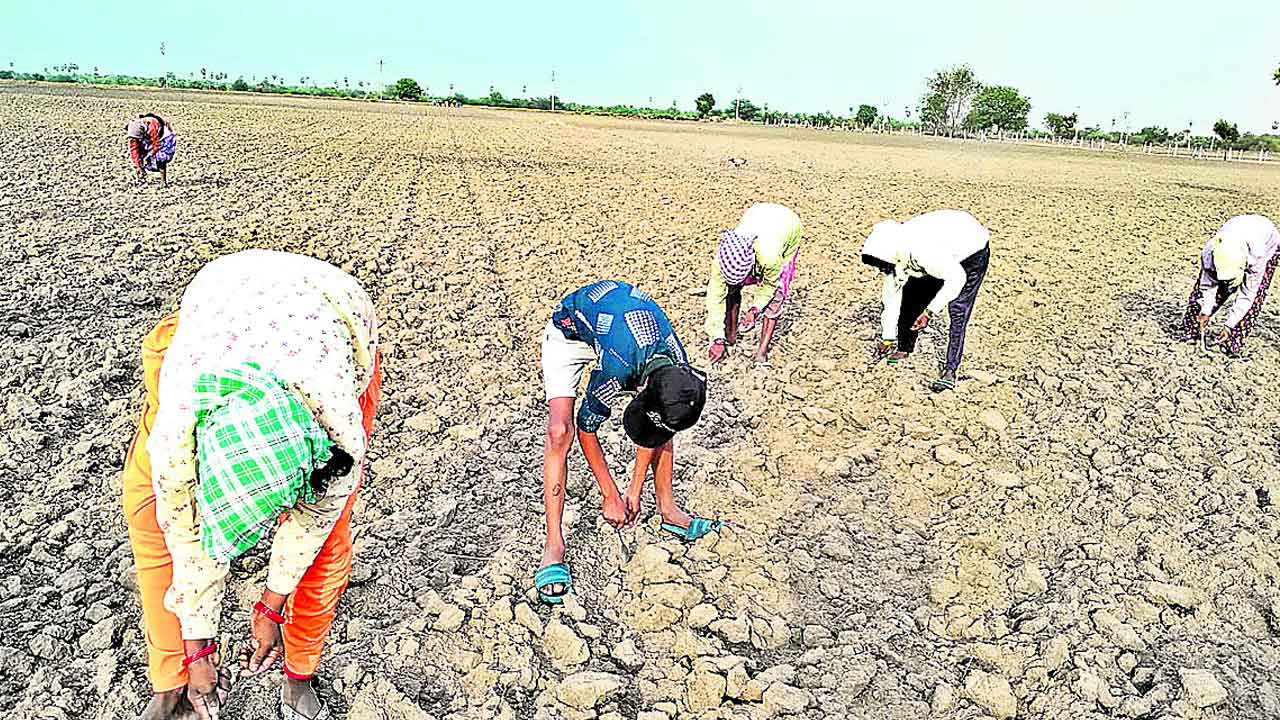 పొడి భూమిలోనే విత్తనాలు