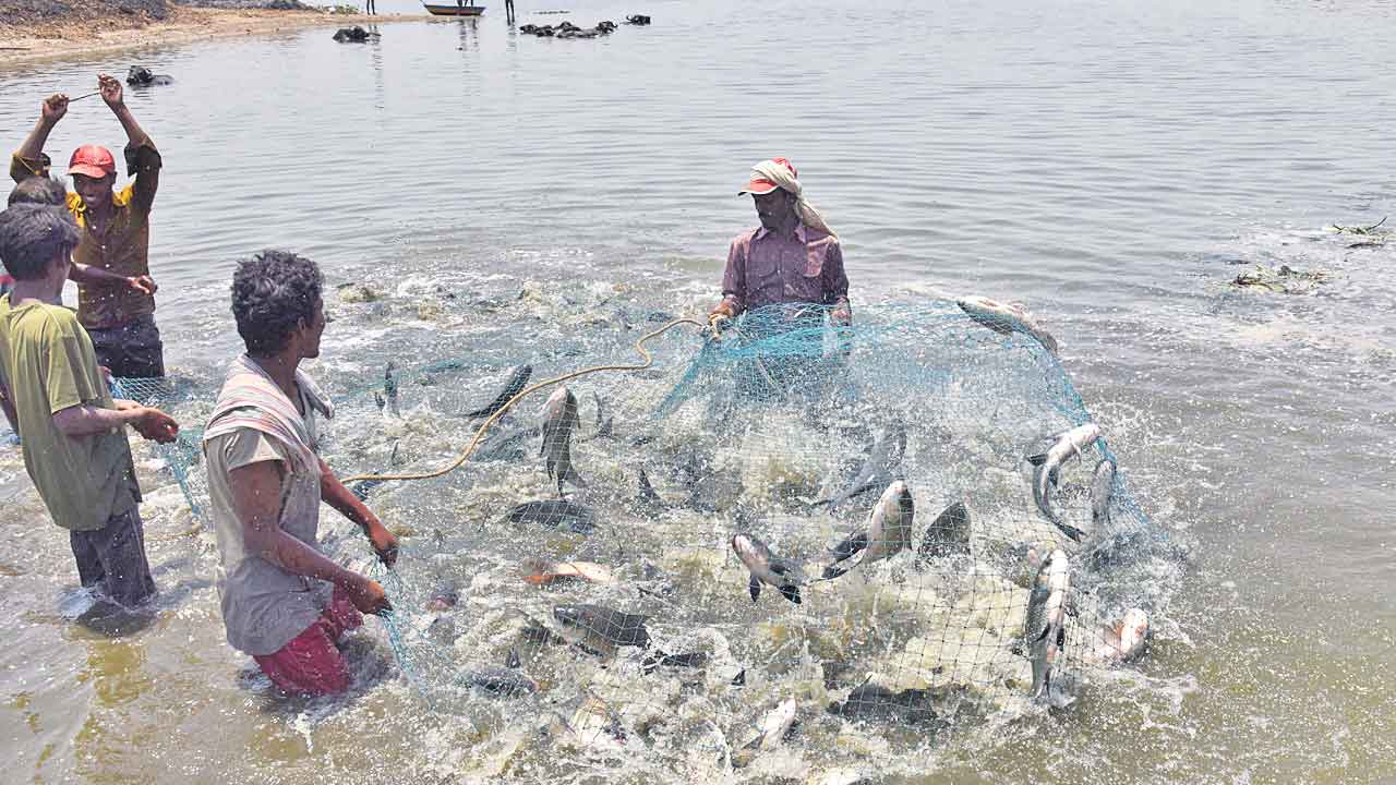 చేపల సొసైటీల్లో మనమే టాప్‌