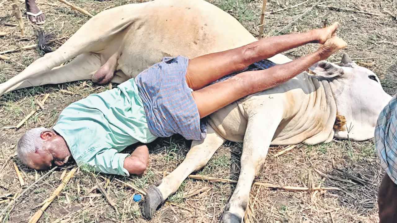 కాడెద్దుకు కరెంట్‌ షాక్‌