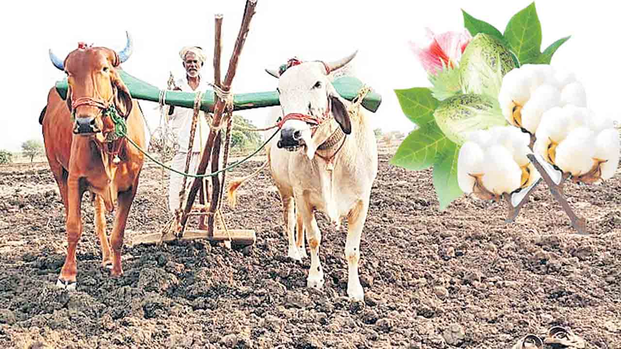 పత్తికే మొగ్గు!