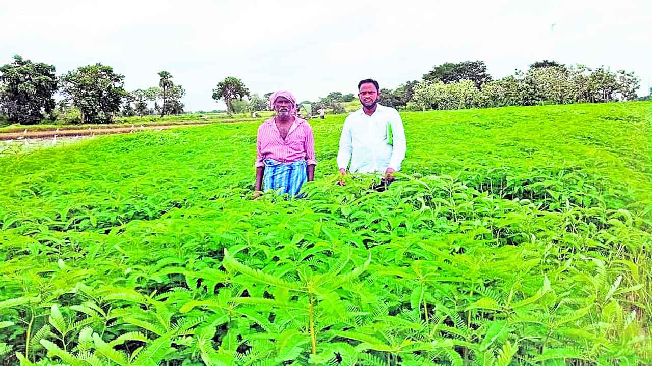 పచ్చిరొట్టతో రైతుకు మేలు