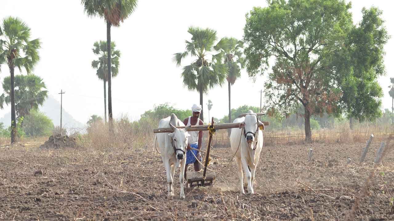 దుక్కి దున్ని విత్తు వేసి