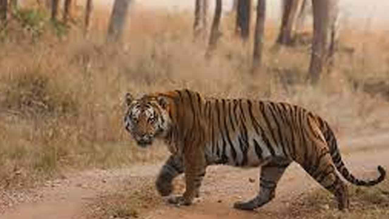 పులి దాడిలో పది గేదెలు మృతి..