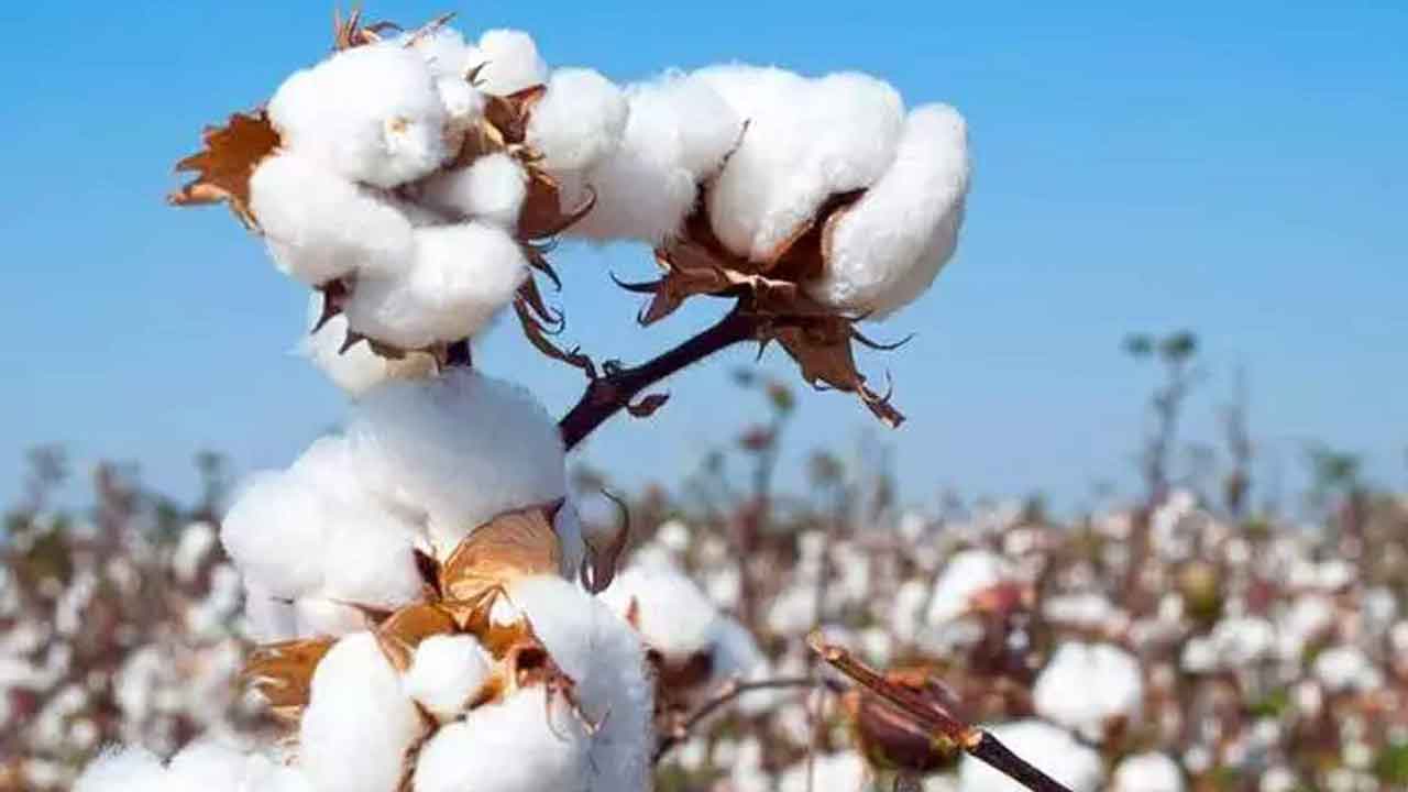 కాటన్‌ వైపే కిసాన్‌