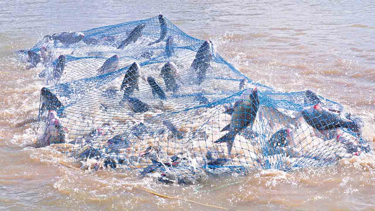 మత్స్య మానేరు