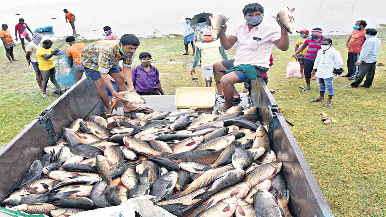 చెరువుల నిండా చేపలు