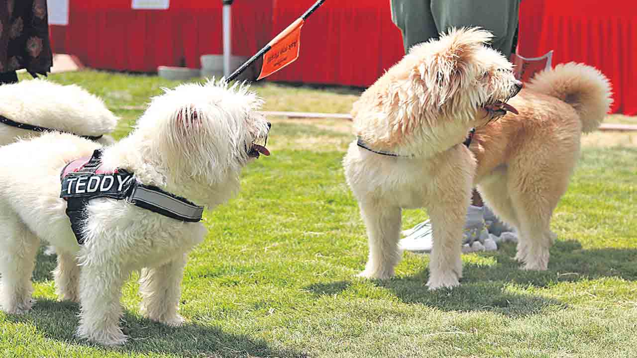 పెట్స్‌.. ఫెస్టివల్‌