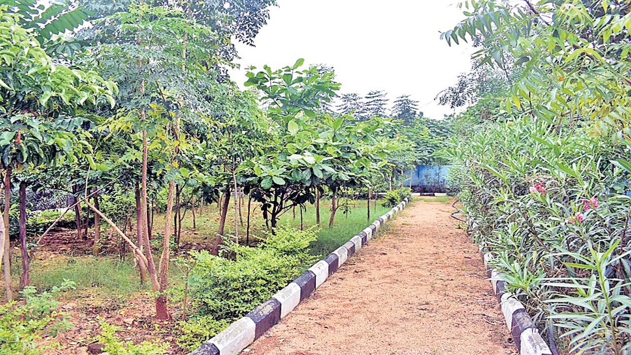 పచ్చని శోభితం.. పట్టణ ప్రకృతి వనం