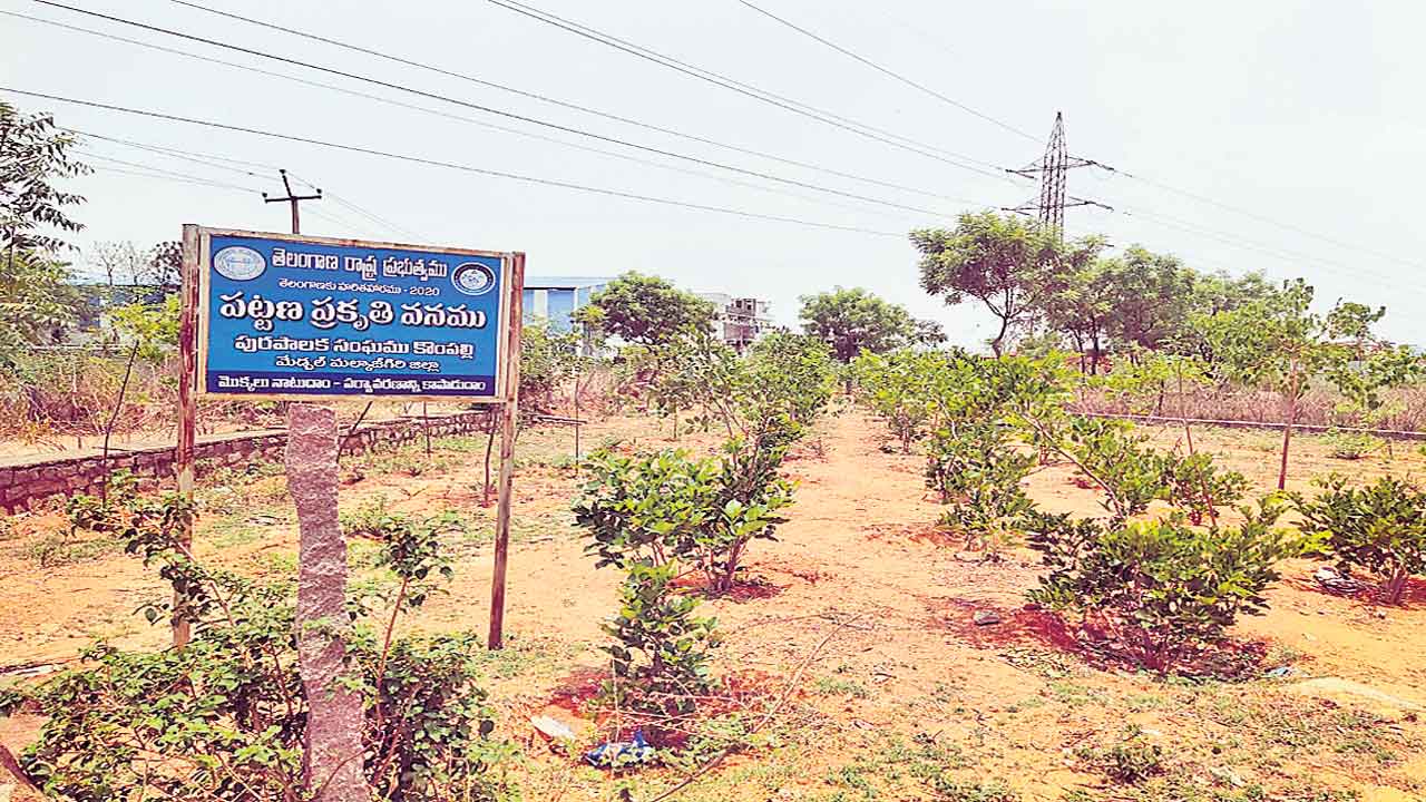 మొక్కలను ఎండనివ్వం.. పచ్చదనాన్ని చెదరనివ్వం..