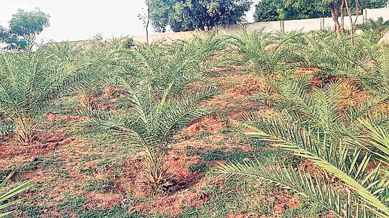 మరింత ఏపుగా…ఈతవనం