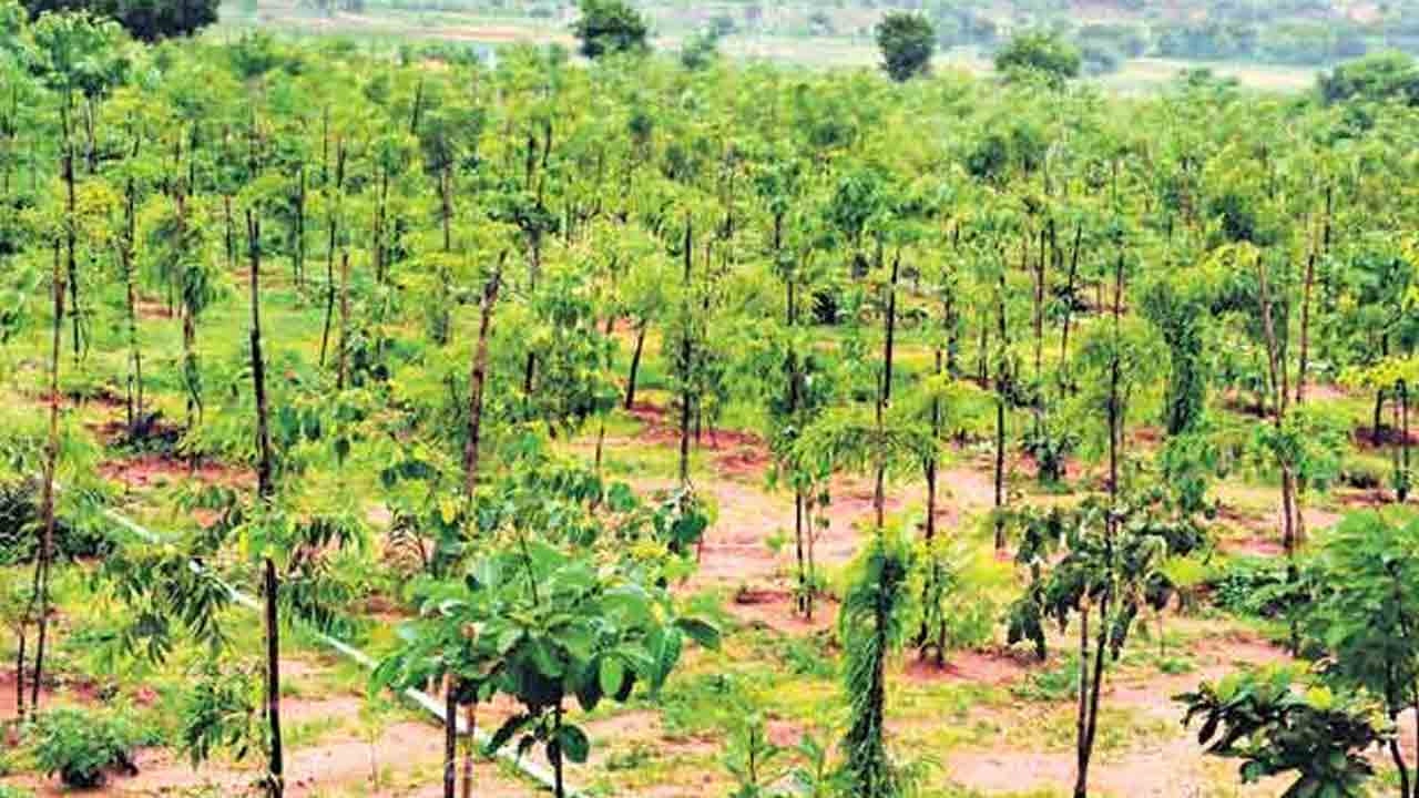 పట్లణాల్లో చిట్టడవులు…