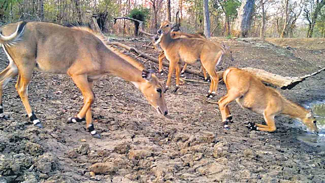 మన అడవుల్లో పెరిగిన జంతువైవిధ్యం