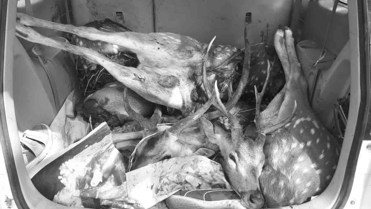 కామారెడ్డి జిల్లాలో జింకలతో పట్టుబడిన వేటగాళ్లు