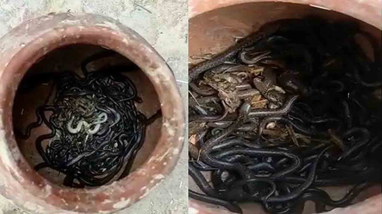 ఓ ఇంట్లో 90 నాగుపాములు.. ఎక్క‌డంటే?.. వీడియో