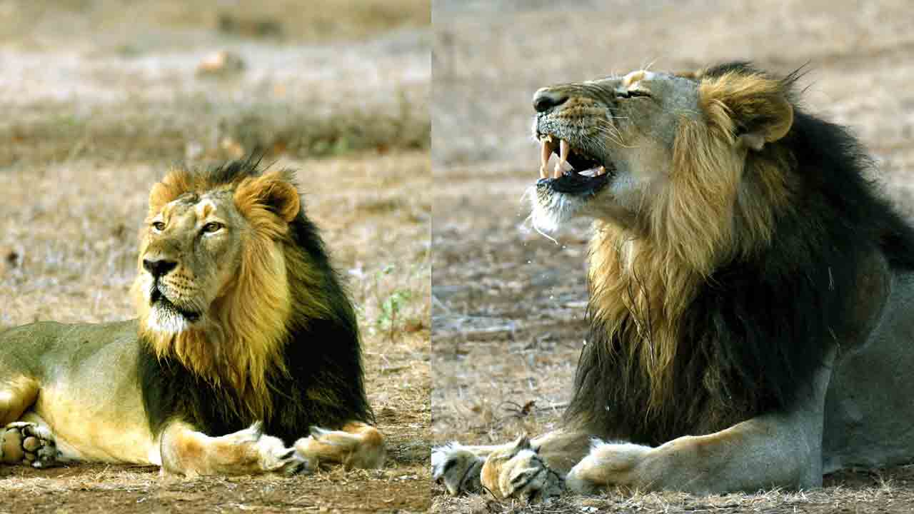 గిర్ నేష‌నల్ పార్కును సంద‌ర్శించిన ఎంపీ సంతోష్ కుమార్