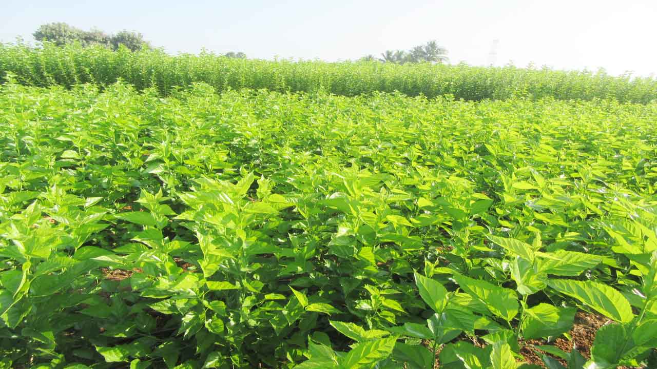 మల్బరీ.. లాభాల సిరి