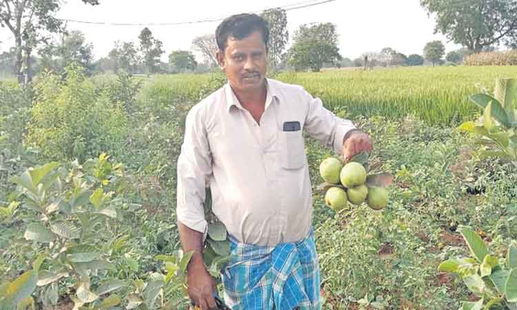 కాసులు కురిపిస్తున్న తైవాన్‌ జామ