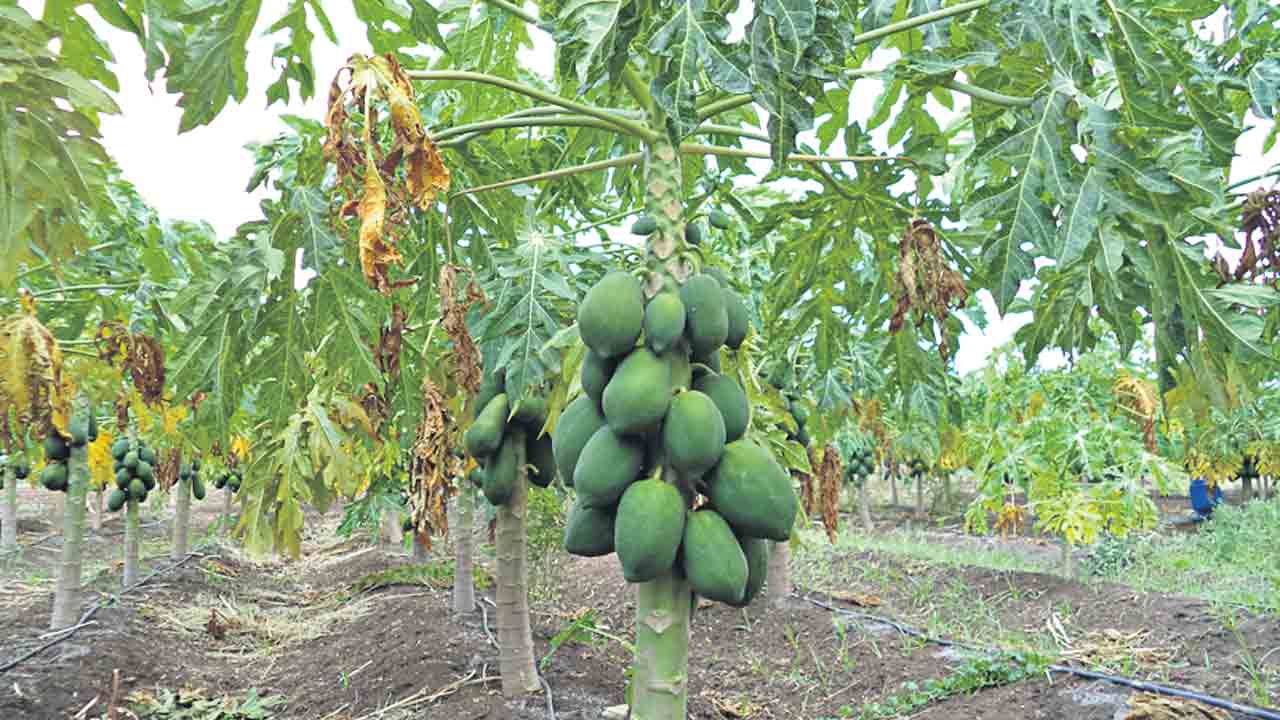 విభిన్నంగా సాగు