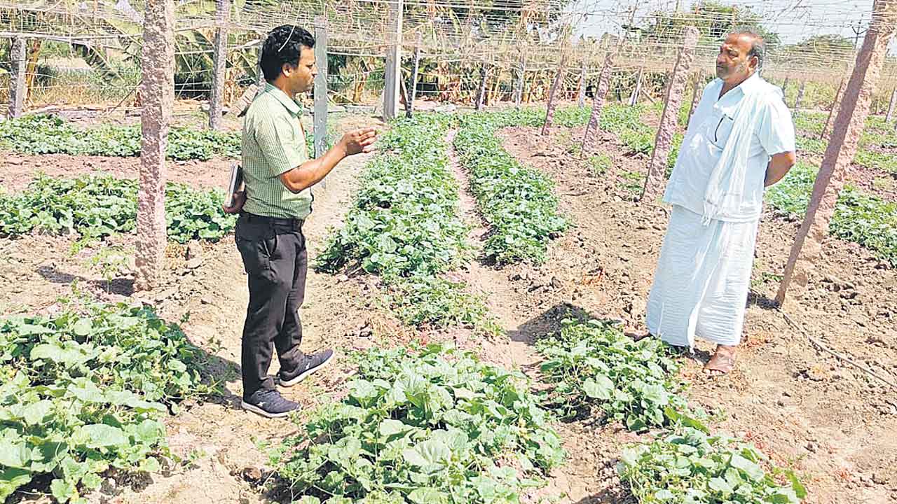 సస్యరక్షణతో అధిక లాభాలు