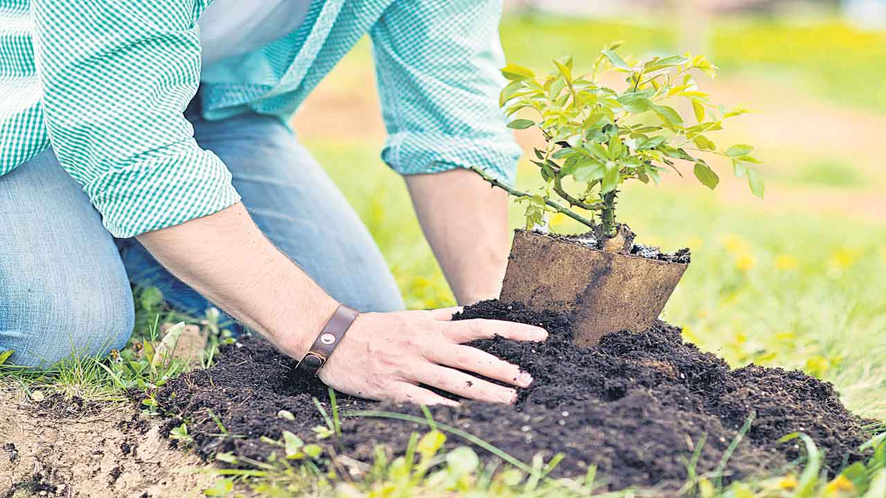 హరిత శోభ.. అందుబాటులో కోటి మొక్కలు