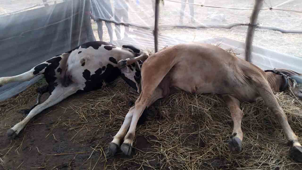 నారాయణపేటలో పిడుగుపాటుకు కాడెడ్లు మృతి