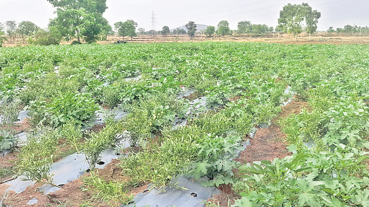 ఆర్థిక భరోసా