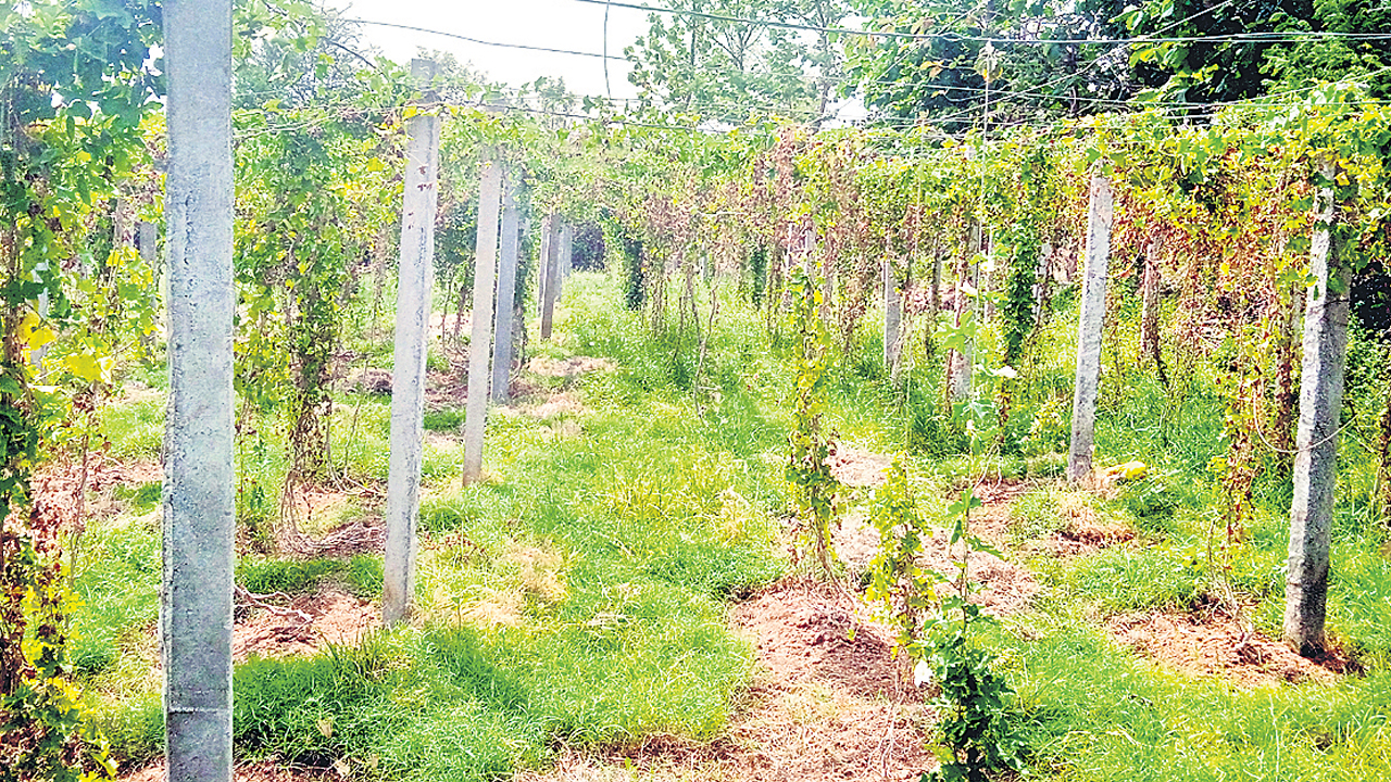 ఊరంతా సాగు..