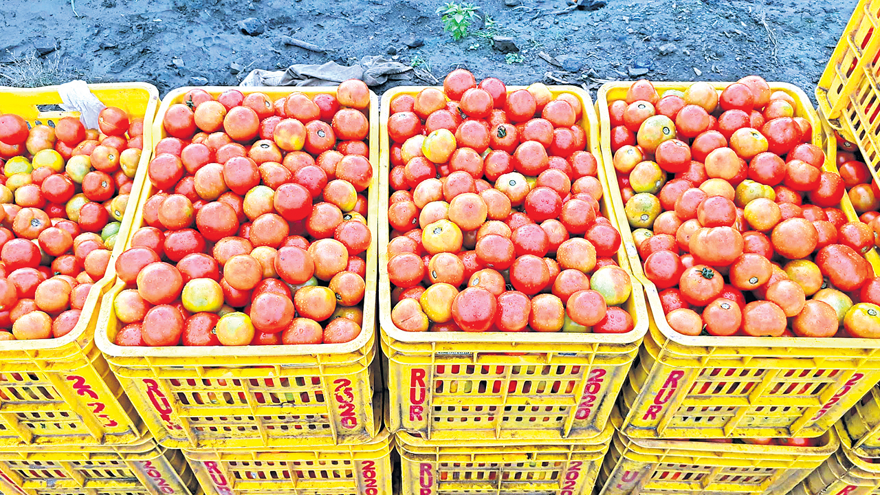 లాభాల టమాట!