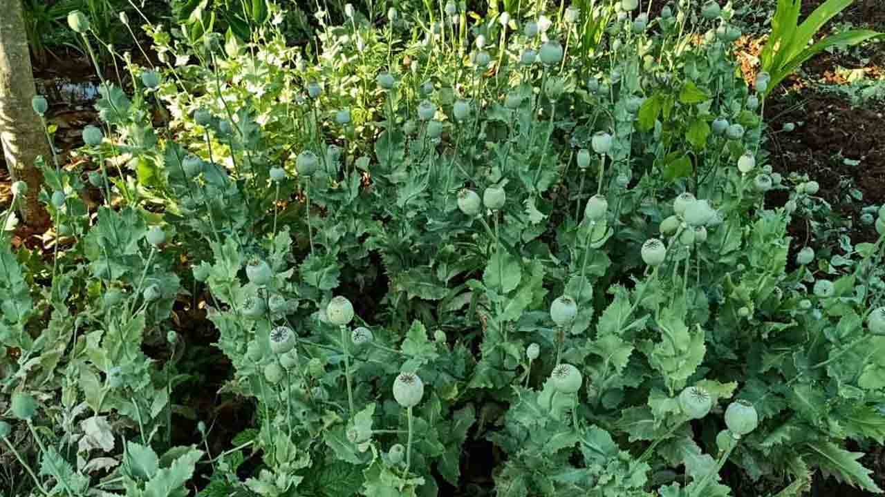 620 ఎక‌రాల్లో సాగు చేసిన న‌ల్ల‌మందు పంట ధ్వంసం