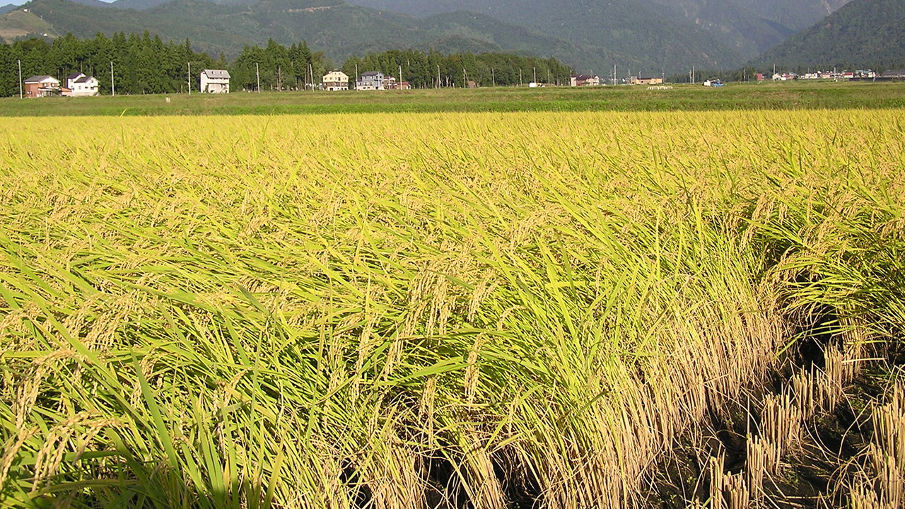 పంట సాగుకు పంచతంత్రం