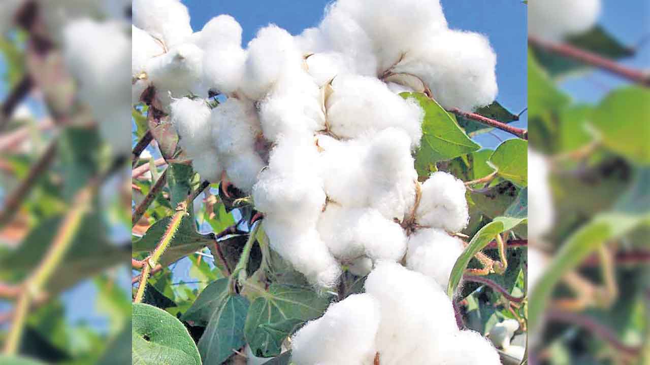 పత్తికే ప్రాముఖ్యత