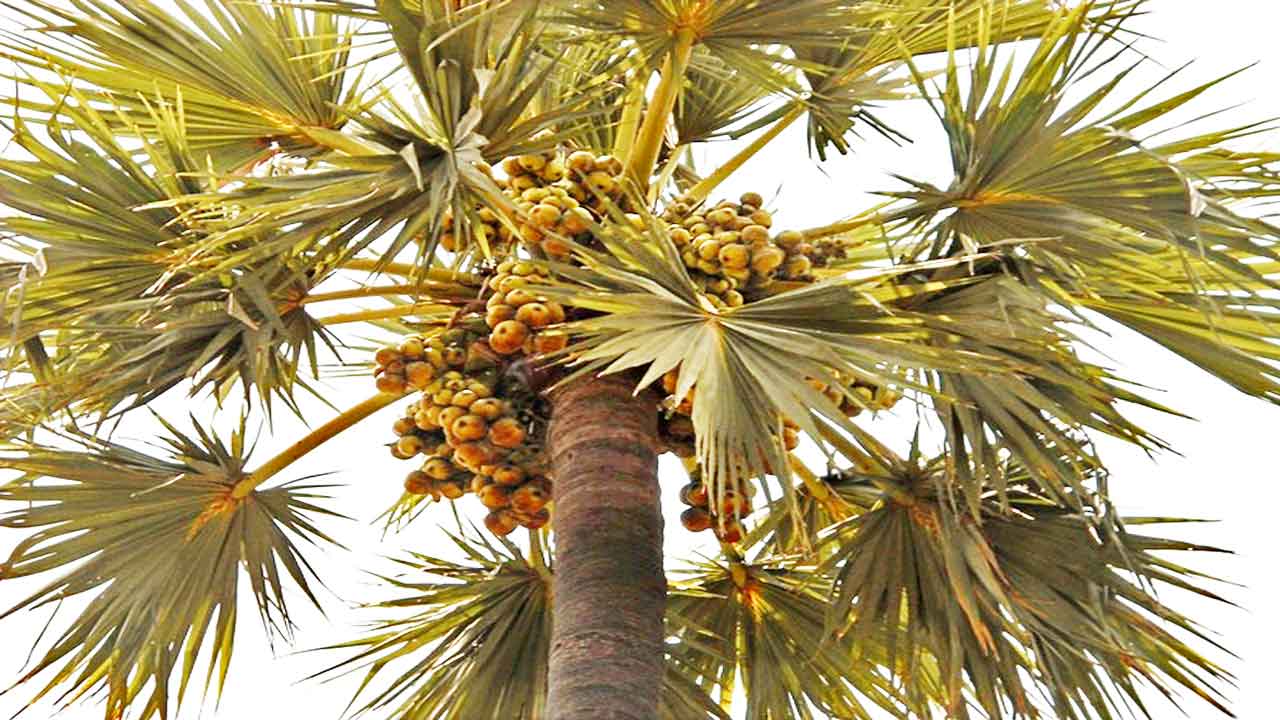 తాటి ముంజల తాళ్ల అంతారం